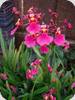 Oncidium Kutoo 'CT Little Cherry'